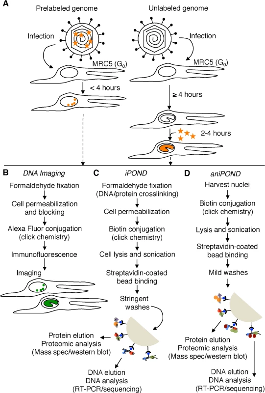 Schematic representation of procedures used in this paper.
