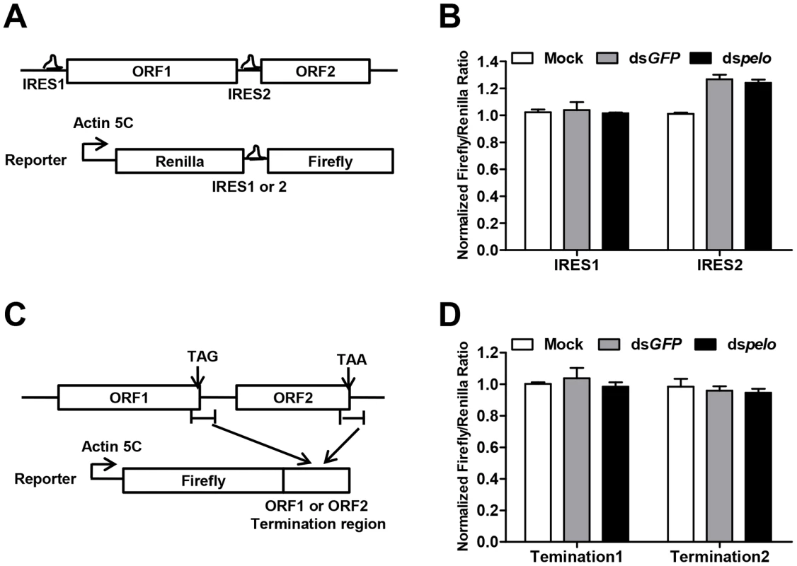 <i>pelo</i> does not regulate IRES or the termination sequence of ORF2 of DCV.