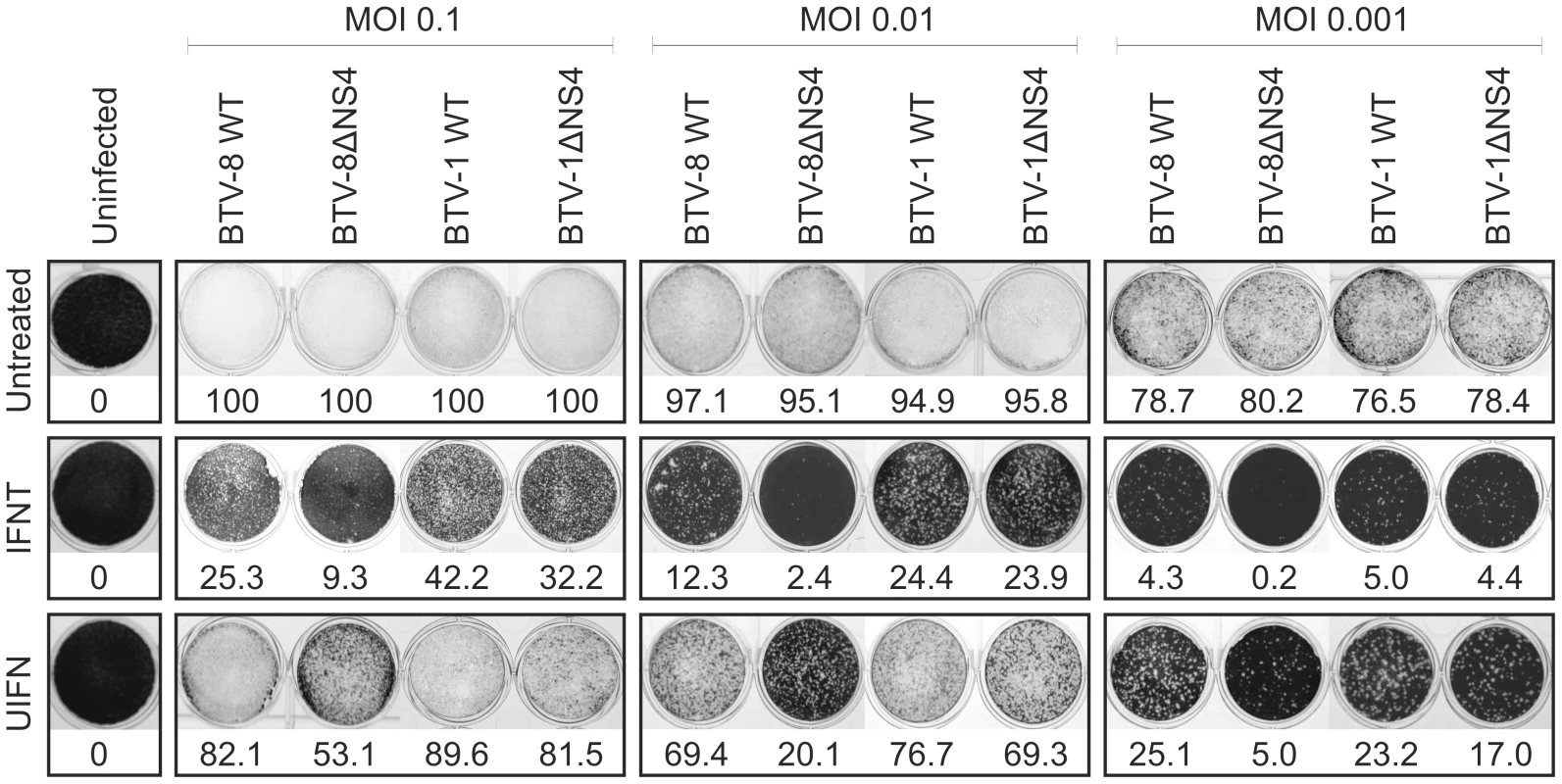 Cytopathic protection assay of CPT-Tert cells monolayer.