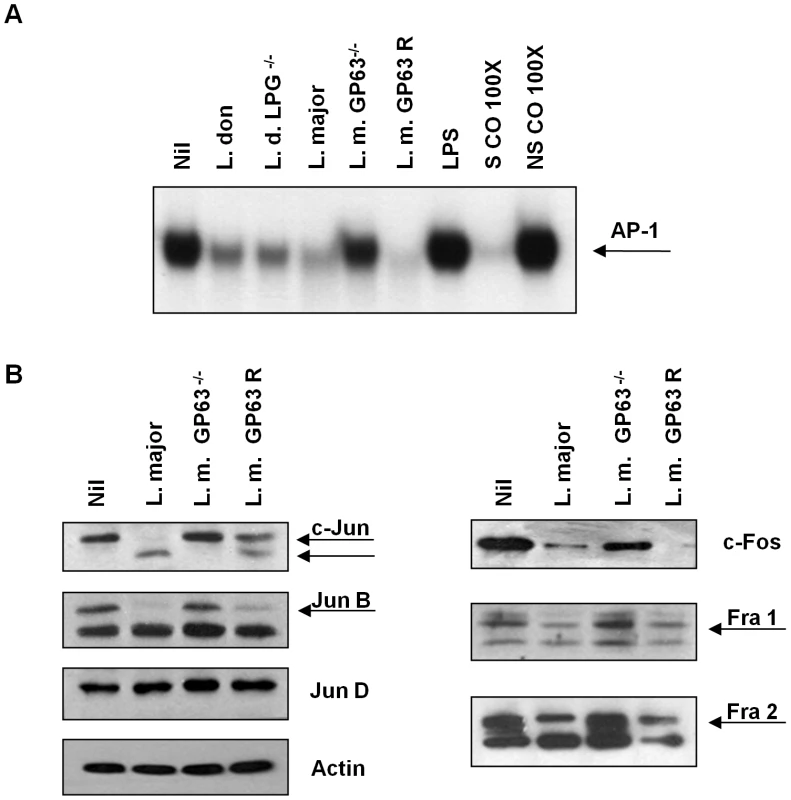 Role of <i>Leishmania</i> surface molecules in the inactivation of AP-1.