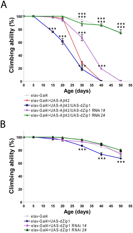 <i>dZip1</i> expression reduction rescues the climbing defect of Aβ42 flies.