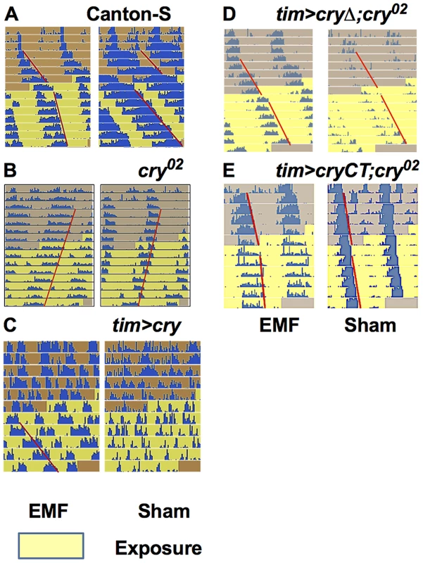 EMF exposure shortens circadian period.
