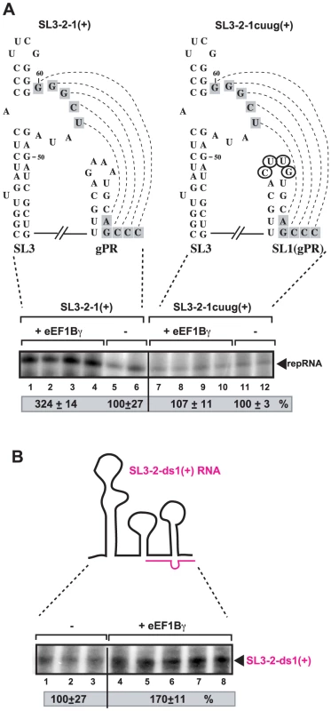eEF1Bγ stimulates the RdRp activity of a viral polymerase on a TBSV template <i>in vitro</i>.