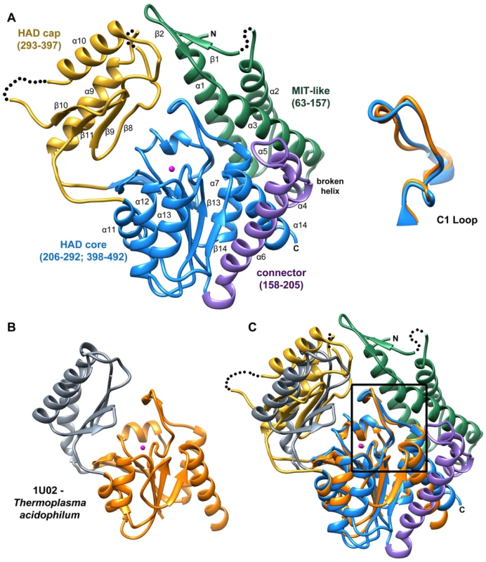 Structure of <i>B. malayi</i> T6PP and ortholog.