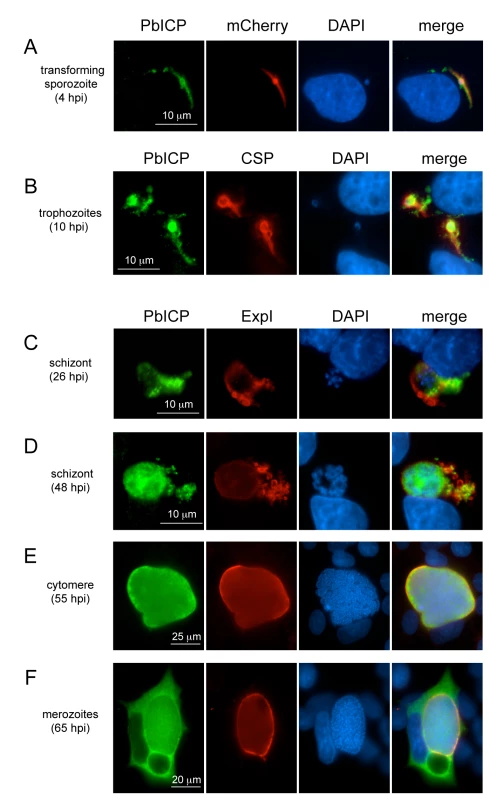 PbICP is expressed throughout the liver stage and localizes to different microenvironments.
