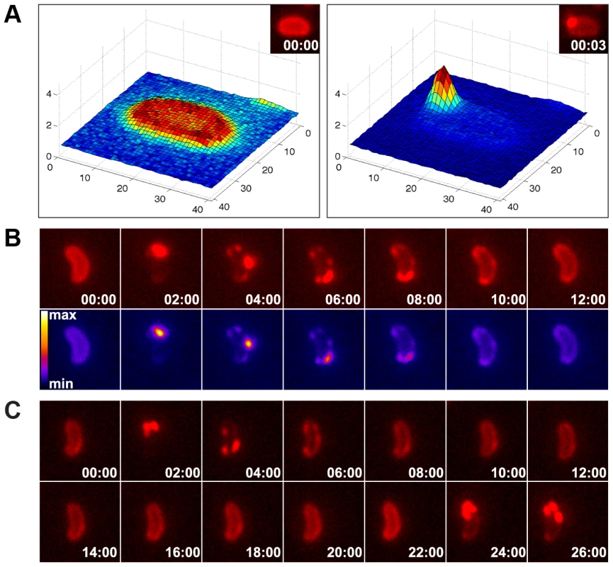 Time-lapse microscopy series of bacteria exposed to exogenous DNA.