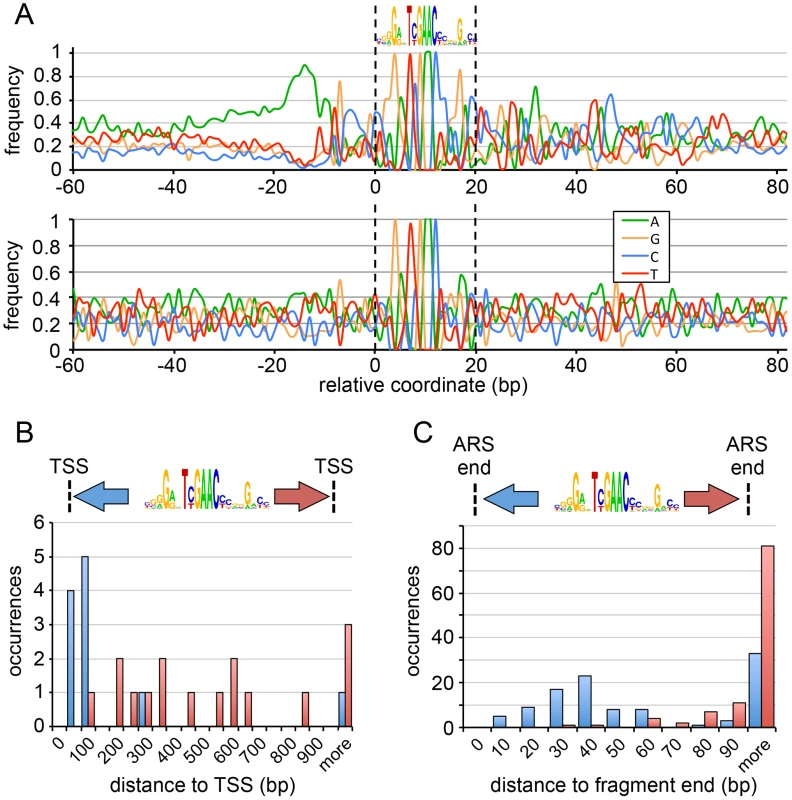 Sequence features of GC-ARSs.