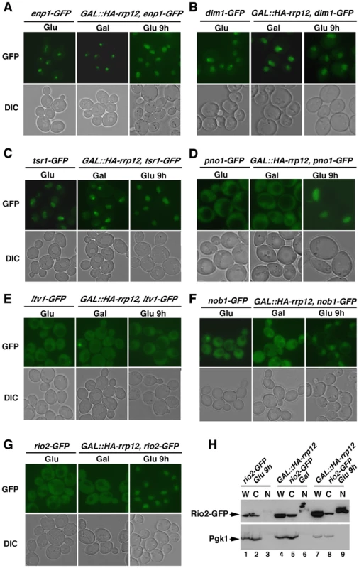 Rrp12 is required for the export of pre-40S particles out of the nucleus.