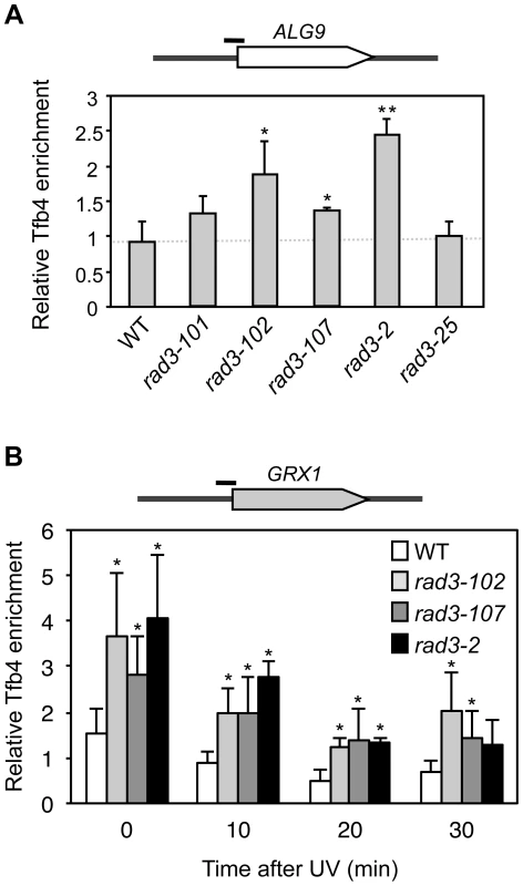 Analysis of TFIIH recruitment to promoters in <i>rad3</i> mutants.