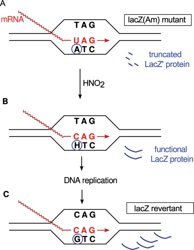 Example of retromutagenesis.