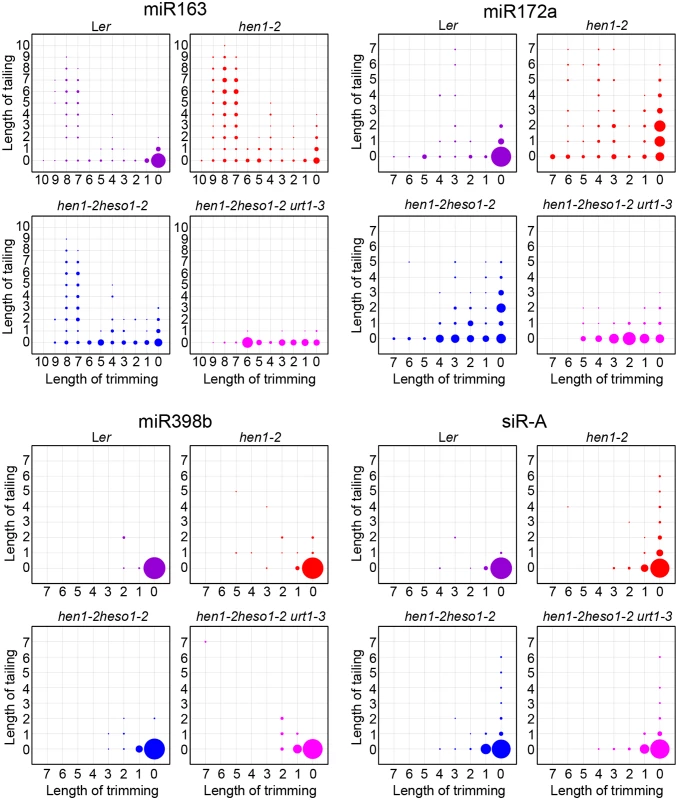 <i>urt1-3</i> affects miRNAs but not siRNAs uridylation in <i>hen1-2 heso1-2</i>.