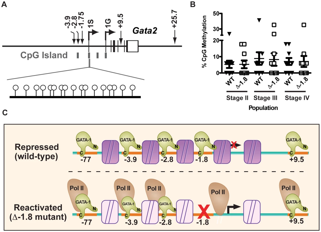 <i>Gata2</i> promoter methylation does not require the −1.8 kb site.