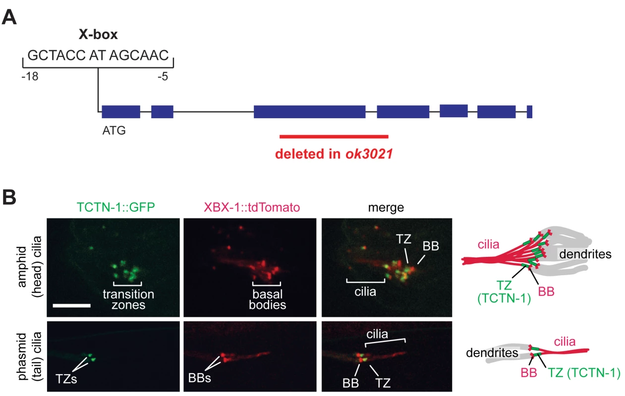 The <i>C</i>. <i>elegans</i> ortholog of Tectonic1 is a transition zone component.