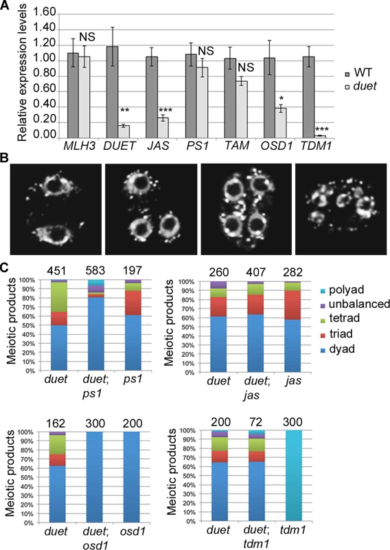 DUET is required for proper expression of <i>JAS</i> and <i>TDM1</i> during meiosis.