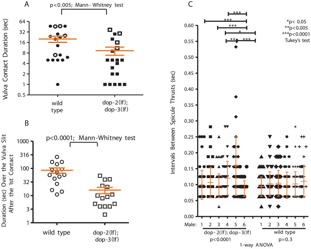 D2-like signaling promotes spicule insertion attempts.