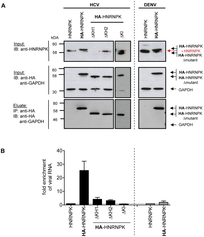 HNRNPK interacts with HCV but not DENV RNA genomes.