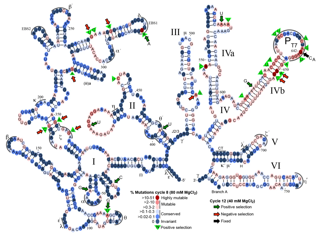 Mutational fitness map of the Ll.LtrB intron during directed evolution in human cells.