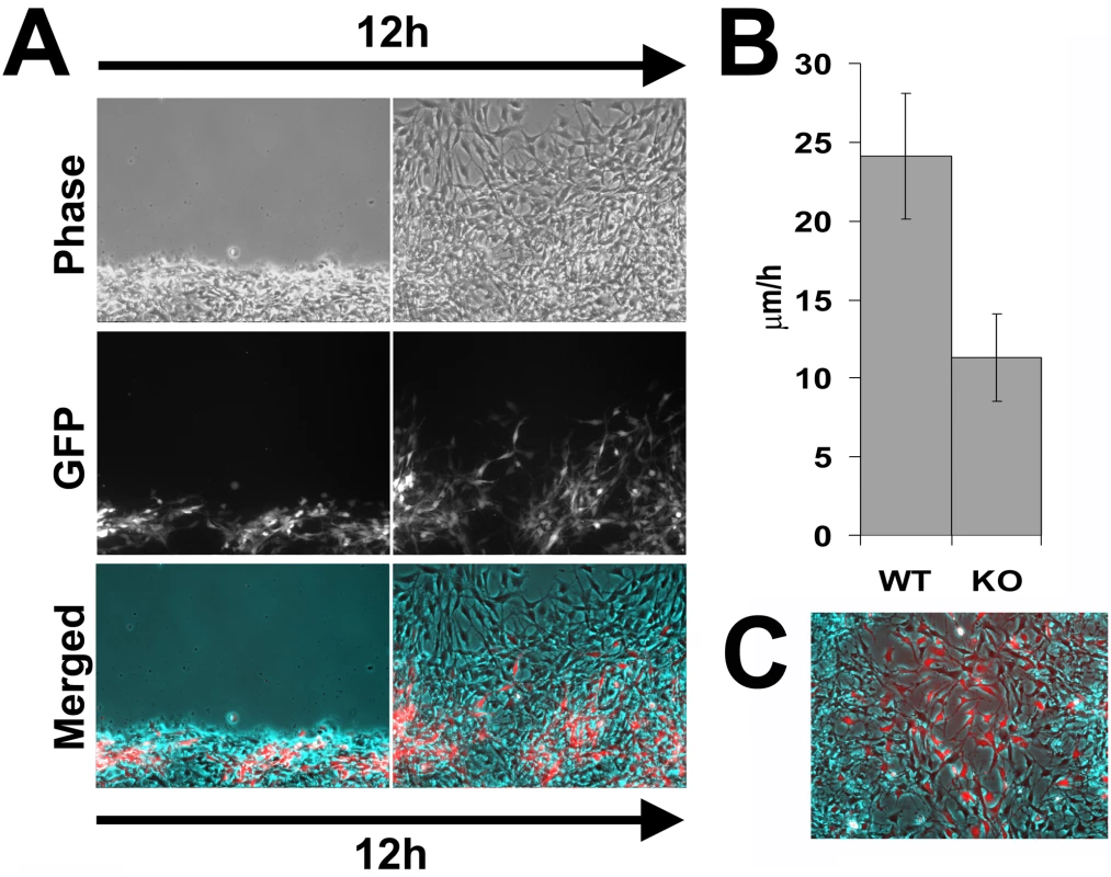 <i>Ate1</i> knockout cells co-cultured with wild-type move with speeds closer to the wild-type cells than when cultured individually.
