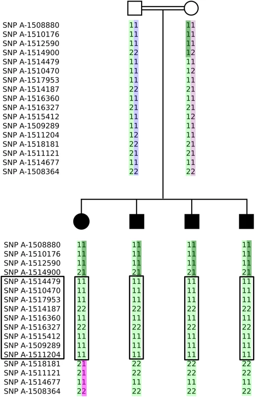 Abbreviated pedigree showing the inferred haplotypes of the parents and the four affected children.