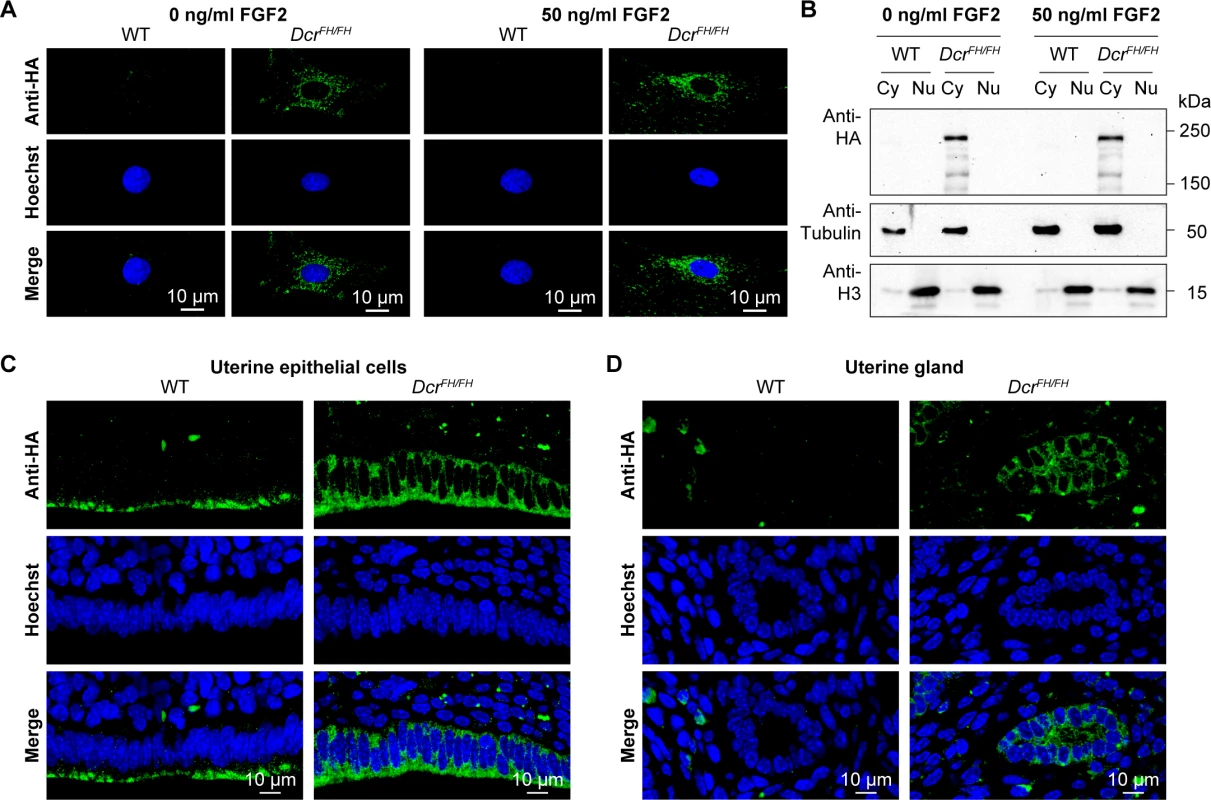 FGF signaling does not induce translocation of Dicer to the nucleus.