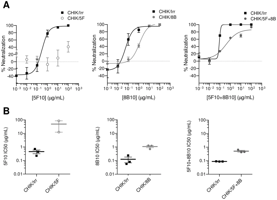 Reduced neutralizing potency of mAb 5F10 and 8B10 against CHIKVs amplified under selective pressure.