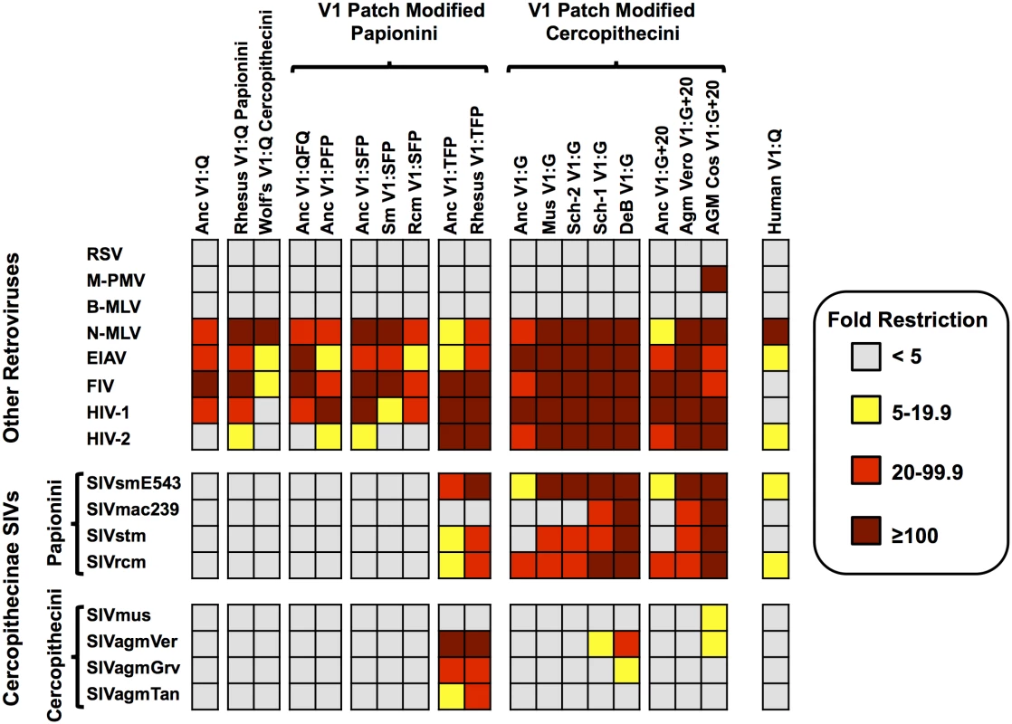 Patterns of restriction by ancient TRIM5αs mirror those of modern TRIM5αs with matched V1 features.