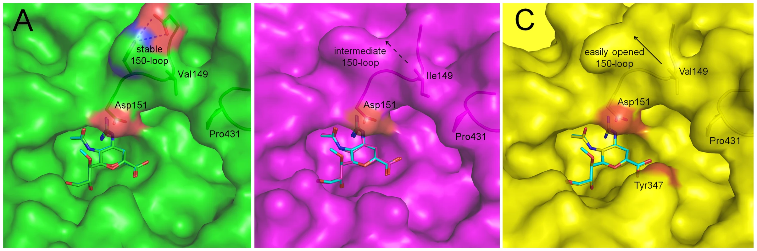 Binding of laninamivir and zanamivir to p57N2, p09N1 and N5.