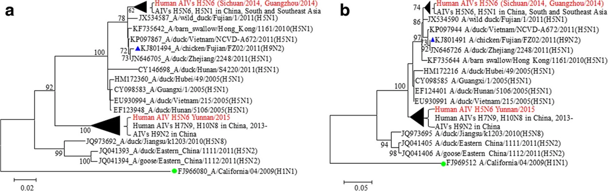 Phylogenetic trees of segments 1 (a) and 5 (b) of AIV H5N6 and reference isolates. In order to illustrate the reassortment characteristics of six internal segments of human infected AIV H5N6 in China, here takes the segment 1 and 5 as examples, which encode the proteins PB2 and NP of influenza virus, respectively. It displayed that not only AIV H5N1 circulated in China, South and Southeast Asia, but also the AIV H9N2, are involved in the reassortment of AIV H5N6 in China. Sequences in red fond are those ones which were discussed in this study; sequence labeled with green circle is of the PanfluH1N12009, which is taken as outgroup; with blue triangle is the sequence emphasized in this study