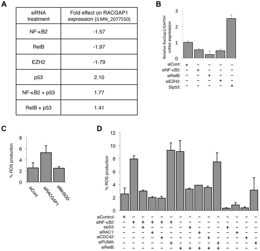 The alternative NF-κB pathway suppresses ROS production through the regulation of RacGAP.