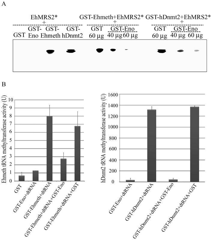 Enolase inhibits Ehmeth and hDnmt2 functions.