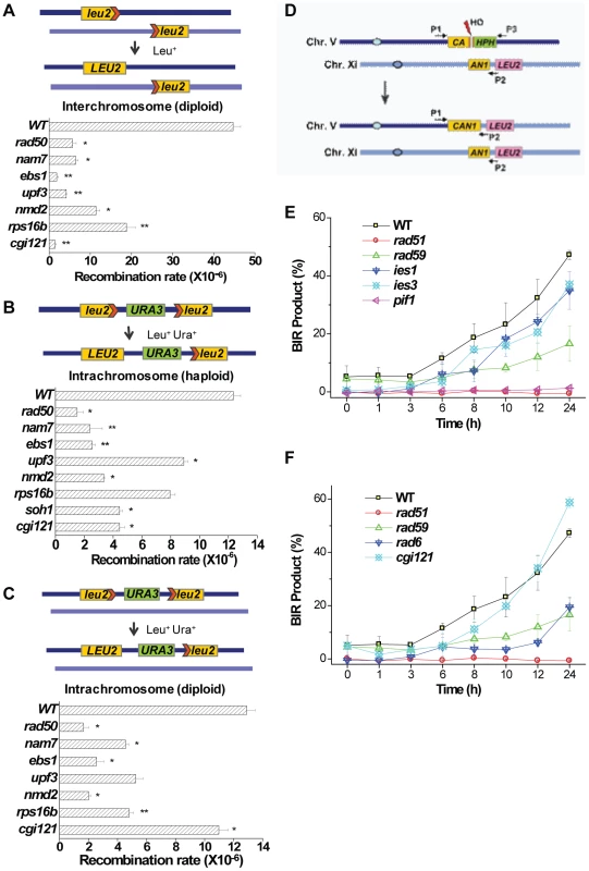 General homologous recombination activities in <i>nam7</i>Δ, <i>ebs1</i>Δ, <i>upf3</i>Δ, <i>nmd2</i>Δ, <i>rps16b</i>Δ, <i>soh1</i>Δ, and <i>cgi121</i>Δ mutants, and break-induced-replication efficiencies in <i>ies1</i>Δ, <i>ies3</i>Δ, <i>pif1</i>Δ, <i>rad6</i>Δ, and <i>cgi121</i>Δ mutants.