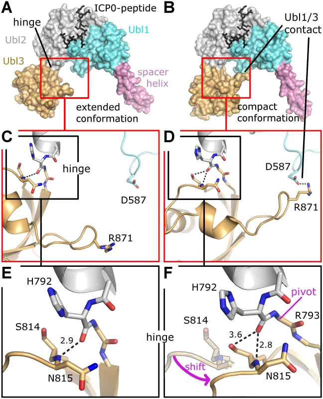 Two conformational states of Ubl123.