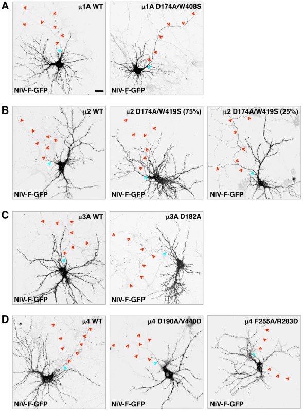 Effect of dominant-negative mutants of μ subunits on somatodendritic sorting of NiV-F.