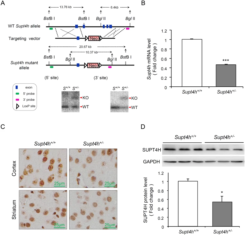 Creation and characterization of <i>Supt4h</i> knockout mice.