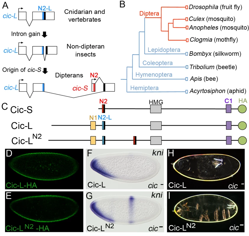 Recent origin of the N2 motif in dipterans.