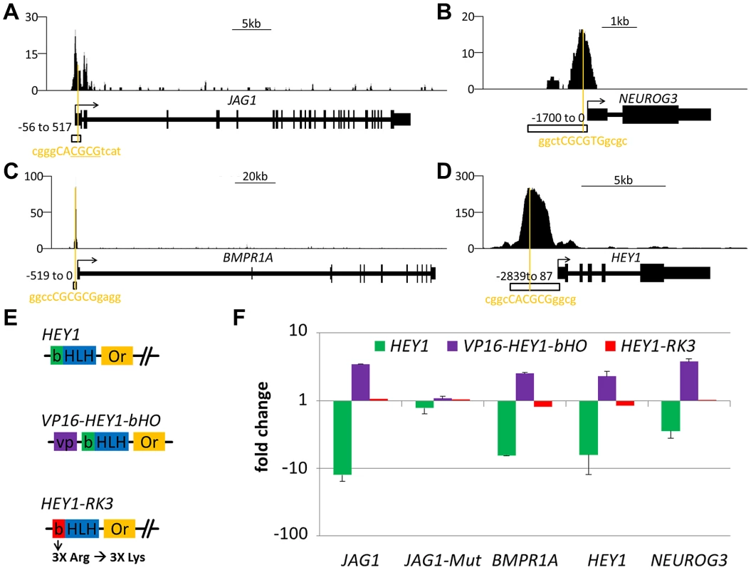 Functional analysis of HEY target promoters.