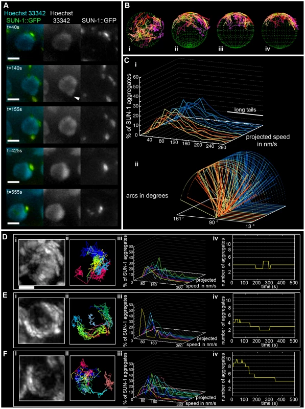 Dynamics of SUN-1 aggregates.