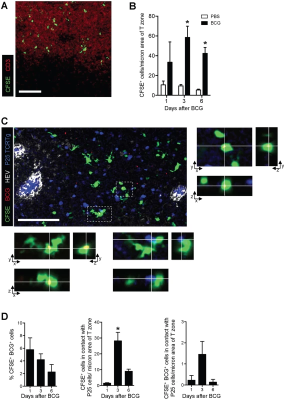 CFSE<sup>+</sup> cells enter the paracortex, co-localize with BCG and are closely apposed to P25 TCRTg cells.