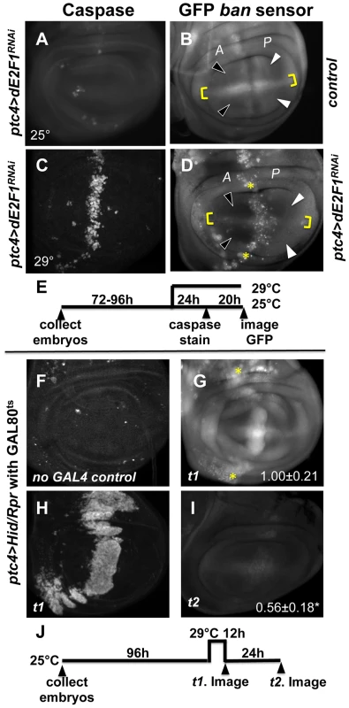 Changes in GFP <i>ban</i> sensor in discs with <i>ptc-GAL4</i>-driven cell death.