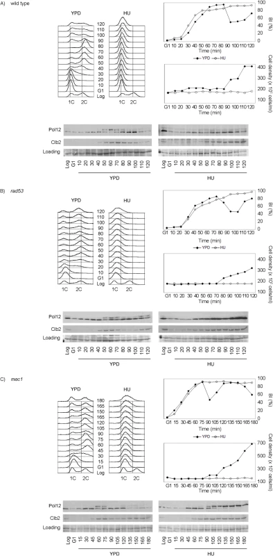 M-CDK activity is inhibited in response to replication stress in a Mec1 dependent manner.
