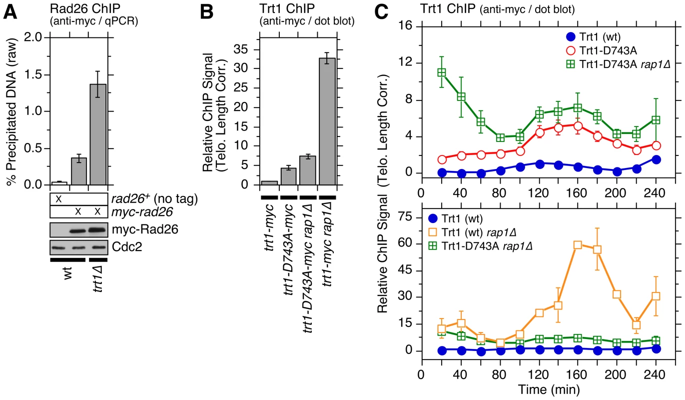 Characterization of telomere association for catalytically dead Trt1<sup>TERT</sup>.