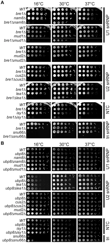 Genetic interactions between H2B ubiquitination machinery and canonical splicing factors.