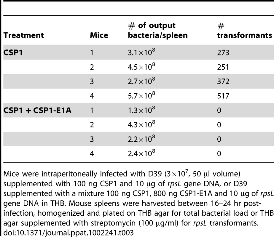 CSPP1-E1A inhibits the ability of <i>S. pneumoniae</i> to acquire the <i>rpsL</i> streptomycin resistance gene in mouse peritoneal cavity.