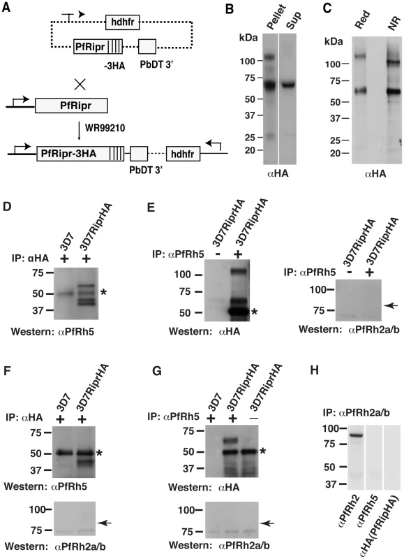 PfRh5 and PfRipr form a complex.
