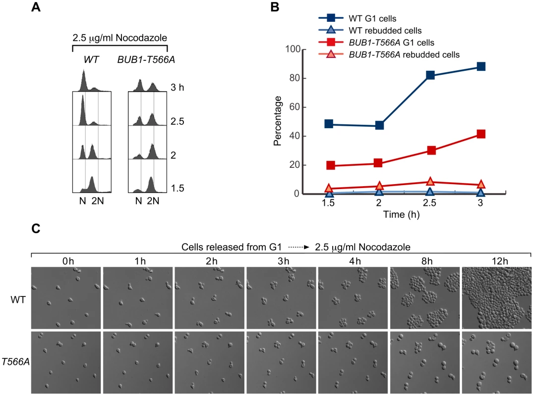 <i>BUB1-T566A</i> mutant cells are deficient in adapting to mitotic arrest induced by nocodazole at a low concentration.