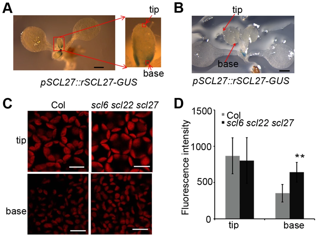 SCL-GUS accumulation and chlorophyll fluorescence intensity at the early stage of leaf growth.