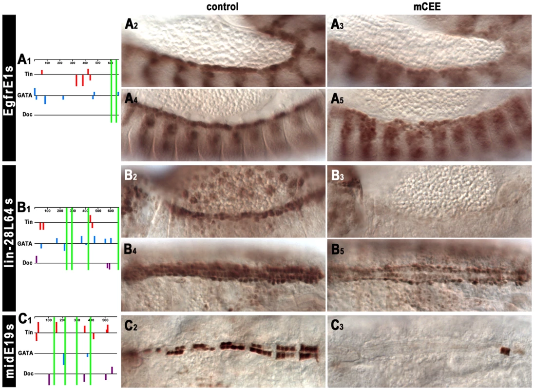 <i>In vivo</i> assays of the function of the CEE motifs in selected cardiac enhancers.