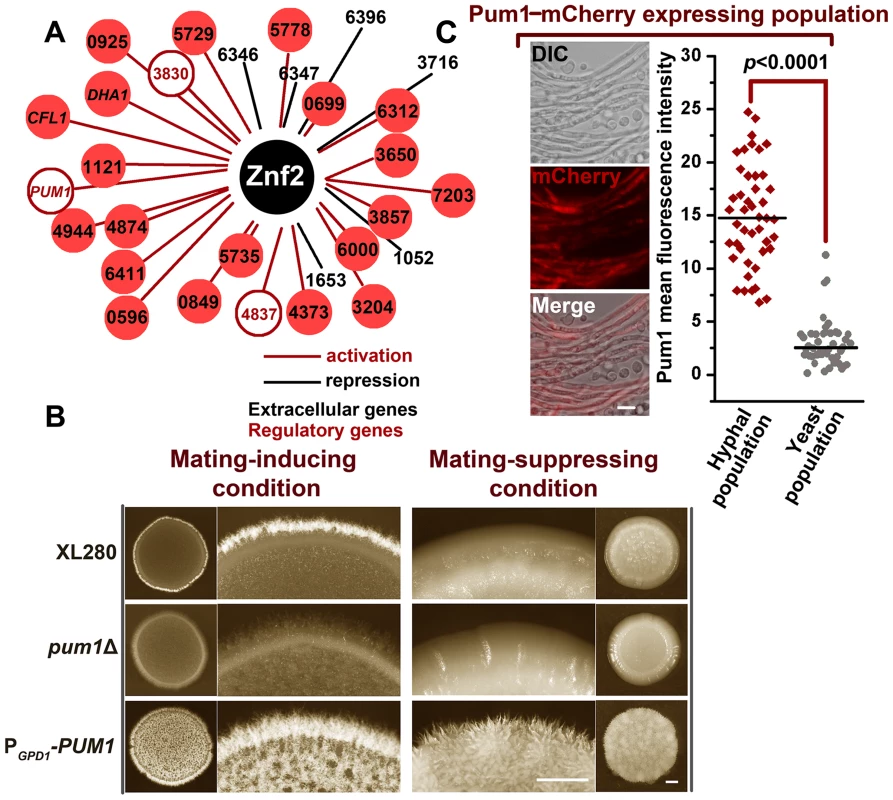 The Znf2 downstream target Pum1 directs filamentation.