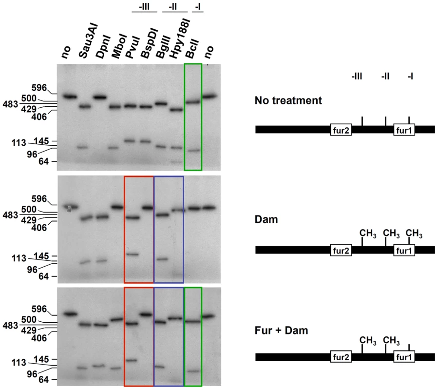 Fur protects GATC-I from methylation <i>in vitro</i>.