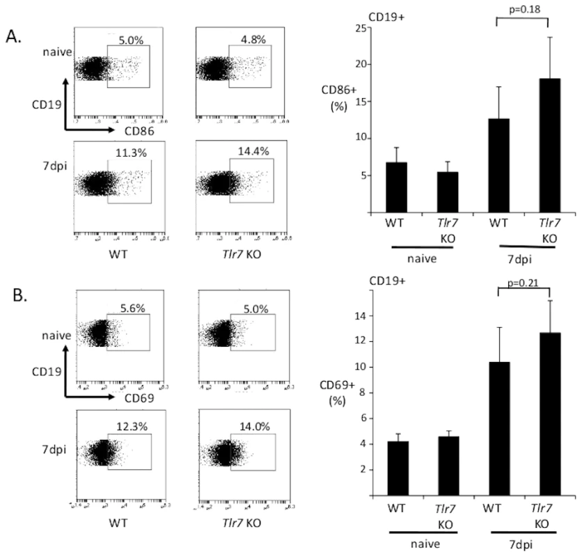 B cells upregulate CD86 and CD69 independently of TLR7.